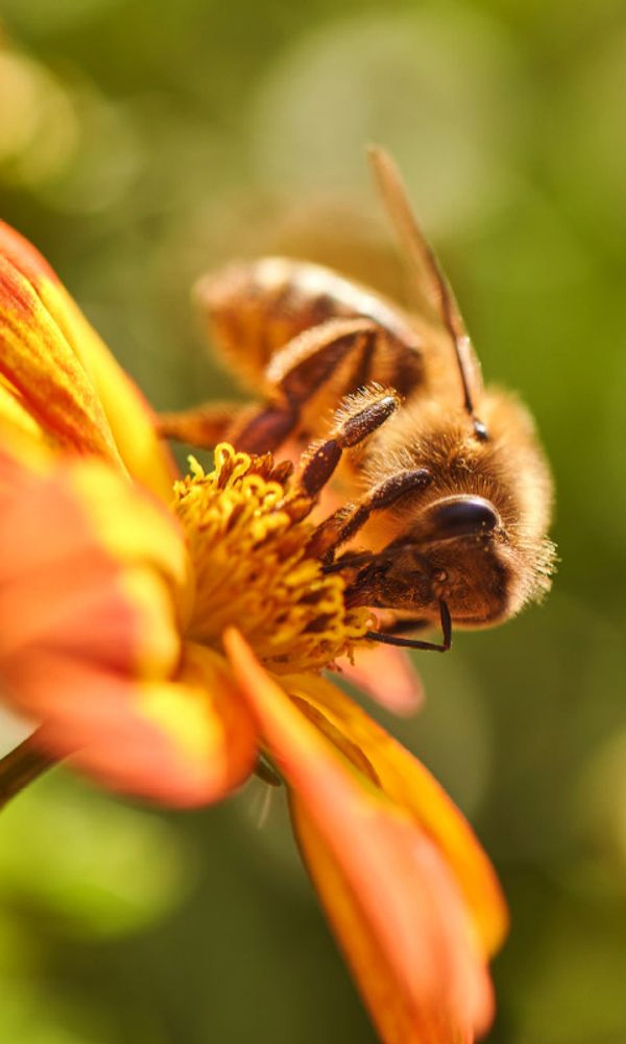 PLANTING A LIVING EXPERIENCE